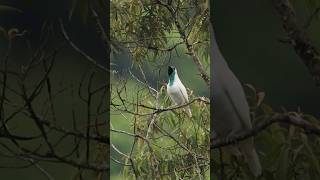 Canto da araponga e outras aves da Mata Atlântica [upl. by Belia]