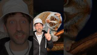 Meet the Slow Loris 👀 slowloris venomous [upl. by Plantagenet]