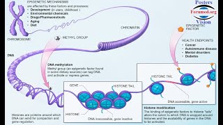 Epigénétique conférence Epigenetic modifications cancer Control Gene expression Biologie Moleculaire [upl. by Odetta]