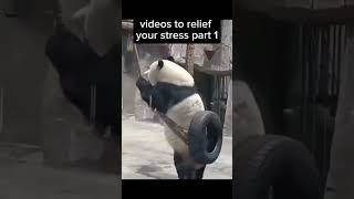 Videos to relief your stress part 1animals funny shorts yt [upl. by Airtap]