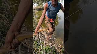 Cuchia Fish Catching Fishing BD Media fishingshorts shortfishing amazingfishing [upl. by Annahs]