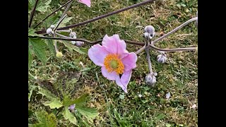 Anémone japonaise September Charm ou quotAnemone hupehensisquot Sipmlicité et beauté [upl. by Andonis93]