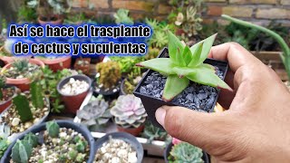 Trasplante de Cactus y Suculentas Echeveria Agavoides [upl. by Atnuhs884]