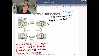 GLUT2 and GLUT4 Transporters [upl. by Ellehsim404]