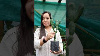 Opuntia Canterae elata shortvideo plantcollection showcase subscribeformore cactulover [upl. by Modie]