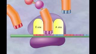 Chapter 4 Translation Elongation and termination [upl. by Papert255]