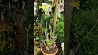 Pachypodium Horombense Plantasdaafrica gardem cactosbrasil [upl. by Zina378]