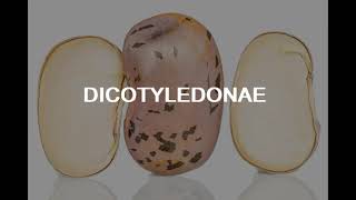 Class Dicotyledonae  Montessori Botany [upl. by Ahsinoj]