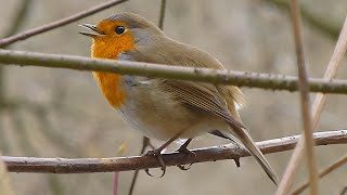 Červenka obecná  The European robin Erithacus rubecula [upl. by Brandtr]