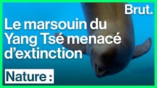 Le marsouin du Yang Tsé est en danger critique dextinction [upl. by Serene206]