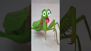 Praying Mantis vs Cricket Epic Insect Showdown mantis funny insects [upl. by Aramoy]