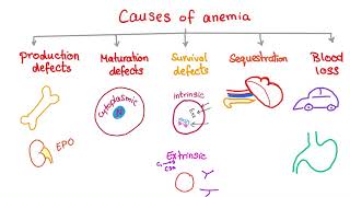 Anemia  Causes and Mechanisms  Fatigue and Pallor  Hematology Series [upl. by Ariajaj]