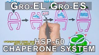 Mechanism of Chaperone Assisted Folding  Gro ELES System [upl. by Artcele]