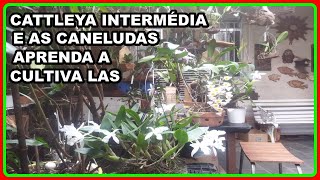 CATTLEYA INTERMEDIA E AS CANELUDAS APRENDA A CULTIVA LAS E MUITAS OUTRAS DICAS [upl. by Sivad]