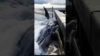 Whale fish realclip shortsfeed [upl. by Eusadnilem]