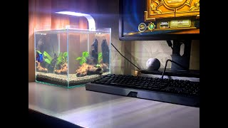 Betta Fish Tank Setup No filter No CO2 No Ferts Aquarium [upl. by Awjan]