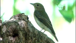 20241006  台北植物園  黃眉黃鶲 Ficedula narcissina 雌；耳邊機關槍 1 [upl. by Normie]