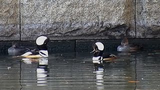 Hooded Mergansers Courtship Display Central Park Reservoir [upl. by Halden]