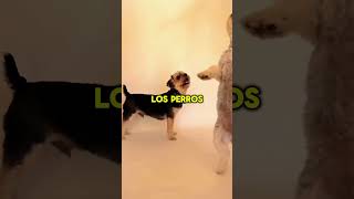 ¿Por Qué Los Perros Mueven La Cola Con Algunas Personas 🐕 🐾 perros dogs comportamentocanino [upl. by Yeldahc]