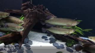 9x Golden Arowana Comm Challenge  Day 226 Rescaping Part II [upl. by Aniras614]