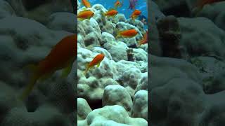 Goldfish  Sea Goldie antias [upl. by Ecirpak]