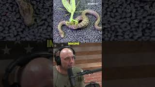 praying mantis vs snake joerogan shorts [upl. by Hallie]