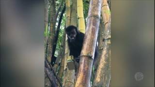 Veterinários resgatam macaco que ficou com a mão presa em lata de azeite no RS [upl. by Augie397]