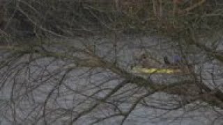 Migrants cross Evros River reach Greece in dinghy [upl. by Ane316]