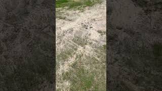 Ryegrass lawn update [upl. by Euqinobe]