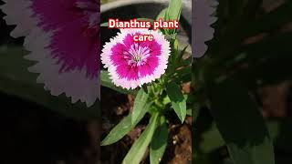 Dianthus plant care wintersflowersgarden viralvideo [upl. by Horvitz]