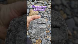 Grammoceras multiblock ammonite fossil find Yorkshire coast fossilhunting [upl. by Dorkas836]