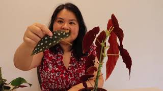 How to propagate Begonia Maculata [upl. by Esidarap]