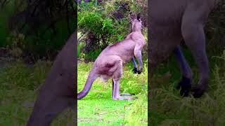 Power full kangaroo’s wildlifephotography wildlife [upl. by Enileuqaj831]