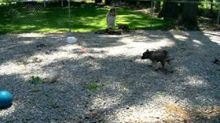 Norwegian Elkhound Puppies at 912 Weeks Old [upl. by Anoved972]