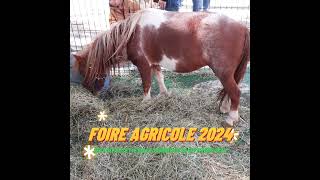 FOIRE AGRICOLE DE LA SAINTMICHEL 2024 BEST OFF [upl. by Alorac826]