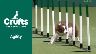 Agility  Crufts Singles SmallMediumIntermediateLarge Jumping Part 2  ​Crufts 2022 [upl. by Adnimra283]