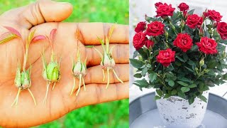 Try growing roses from seeds  How to grow rose plant from seeds [upl. by Ateloiv]