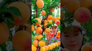 Apricot Fruits eating so suit 🥰youtubeshorts shorts [upl. by Neleag]