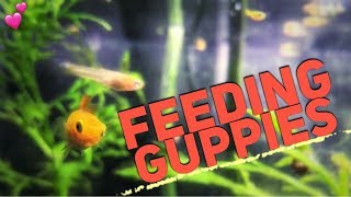 Feeding Guppy Fish [upl. by Pantin]