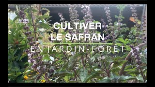 Le safran se cultive très bien en France  Conseils de culture et plantation en jardinforêt [upl. by Ferdinanda477]