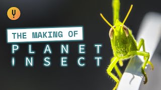 The Making Of Planet Insect Studying Colonies [upl. by Imac]