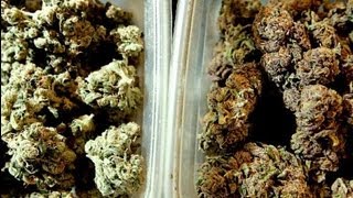 Is Medical Marijuana Too Strong [upl. by Cullan]