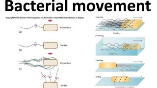 Bacterial movement using flagella [upl. by Rayle346]