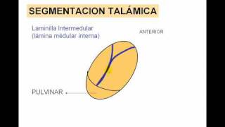 ENCEFALO 3 tálamo [upl. by Margreta]