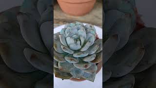 Echeveria Monroe 💓💓 succulent succulentcollection gardening garden [upl. by Lyrradal462]