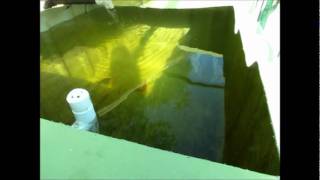 Backyard Aquaponics update 11th January 2012 [upl. by Laehplar]