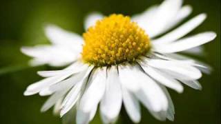 Ishq  Daisy [upl. by Ezekiel]