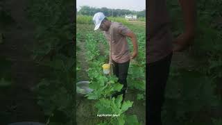 Pheromone trap replace BSFBferro biopesticides paddy vegetables agricultureeducation farmfolks [upl. by Irra]