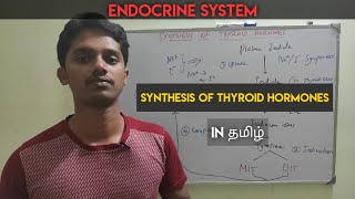 9 Synthesis of Thyroid hormones T3 and T4 in Tamil  Endocrine system [upl. by Tertias220]