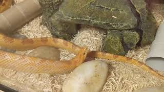 Graphic content Corn snake regurgitates mouse warning gross [upl. by George]